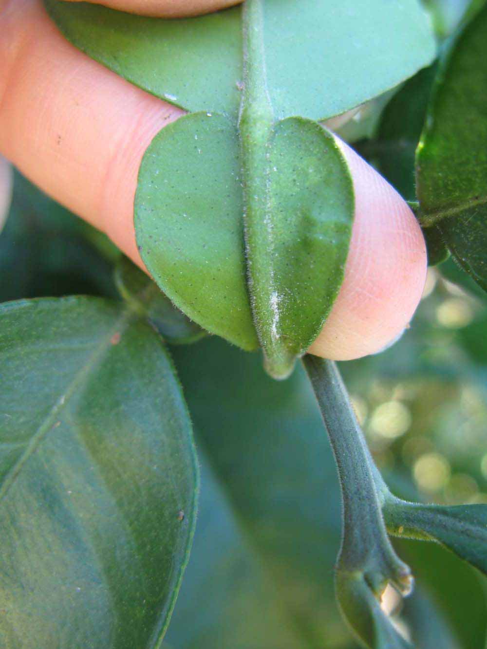              Petiole (Winter Haven, FL)       